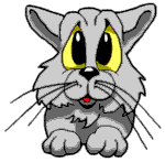 chat gris