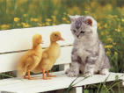chaton et petits canards