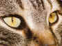 yeux de chat